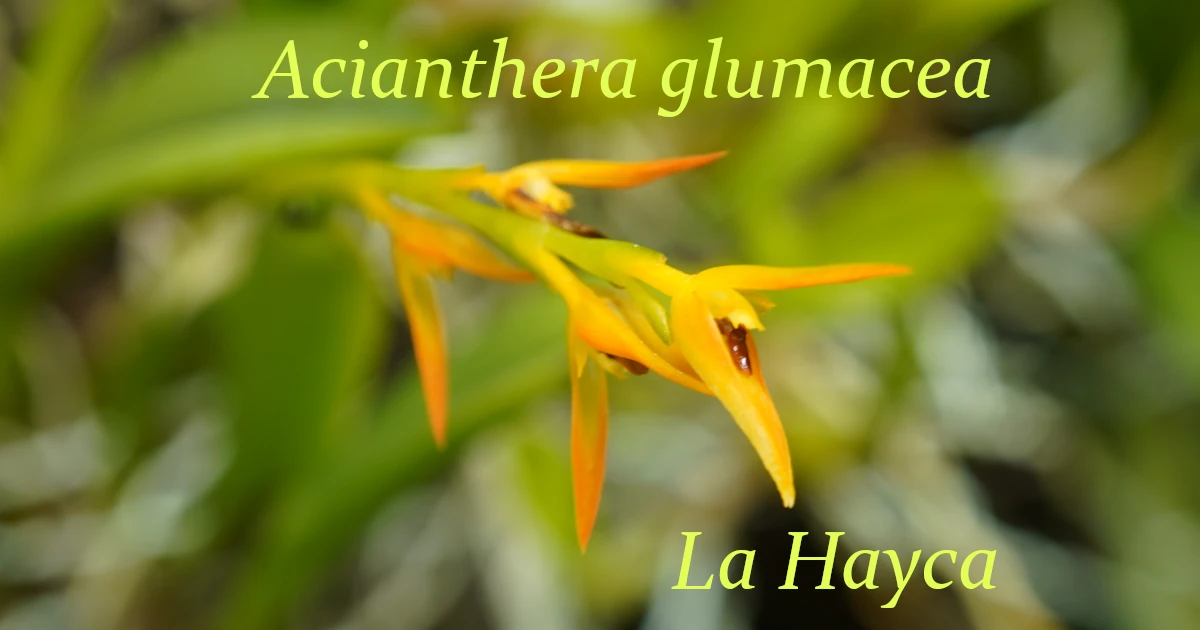 Acianthera-glumacea_00343-1200x630