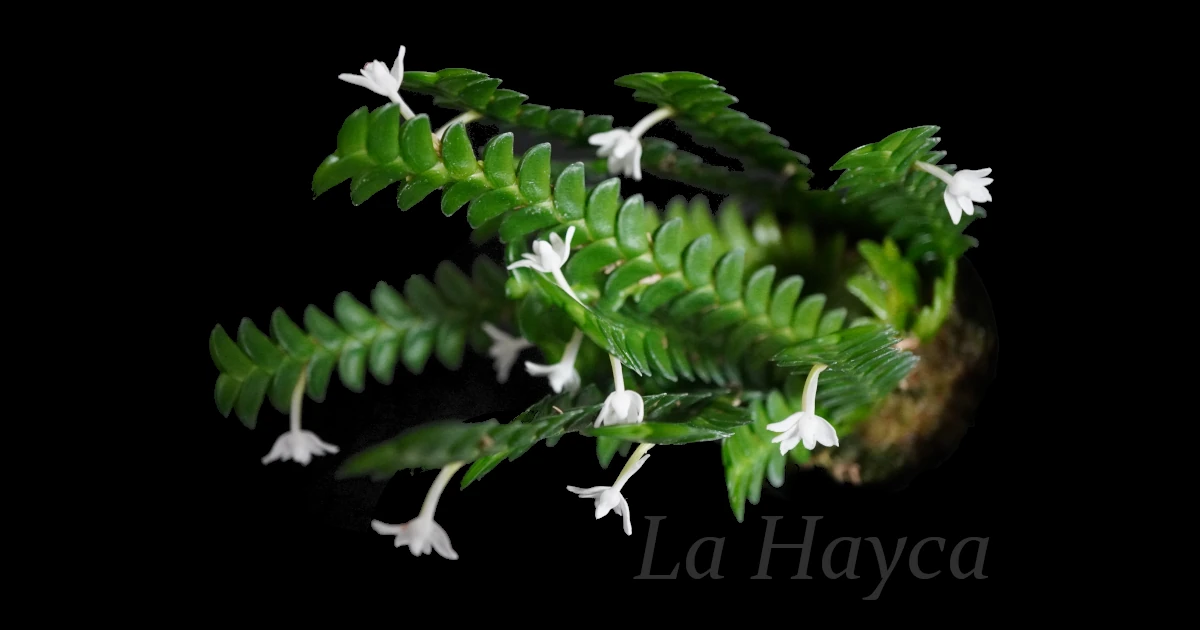 Angraecum-distichum_00174_Featured