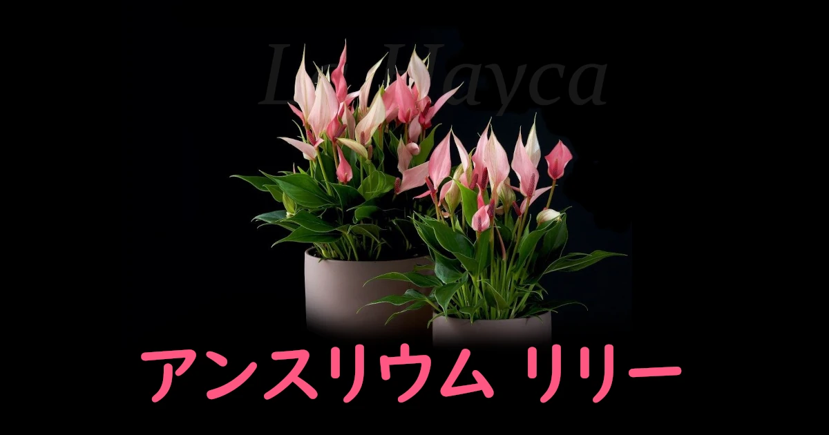 Anthurium-LILLI_1a_Anthura-Featured