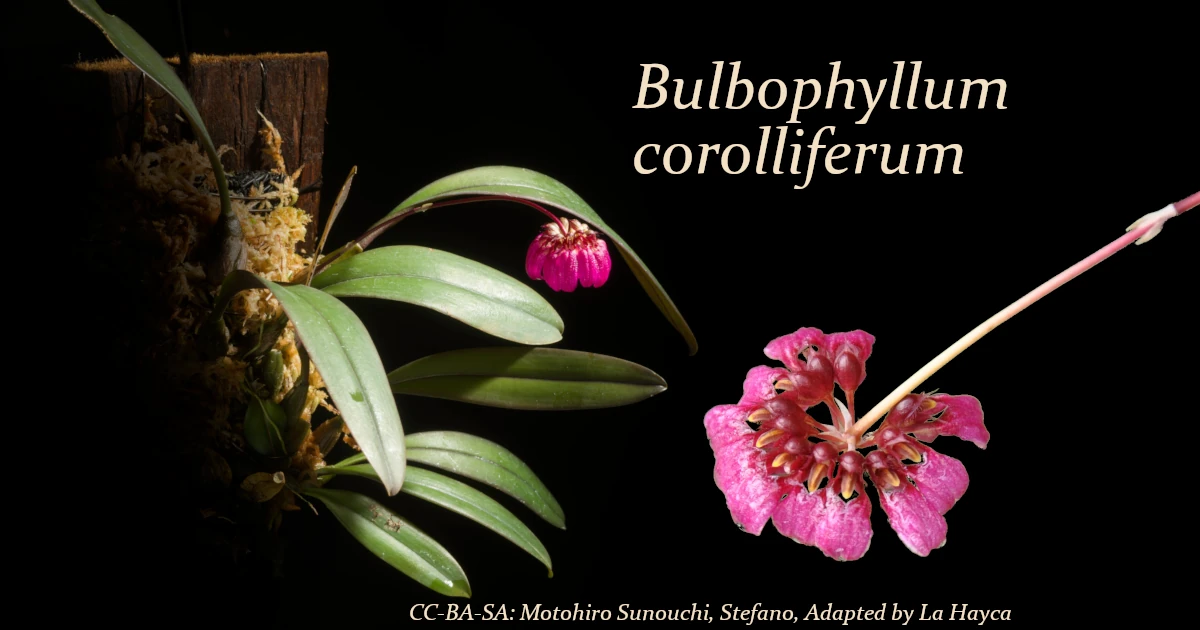 Bulbophyllum-corolliferum_Featured