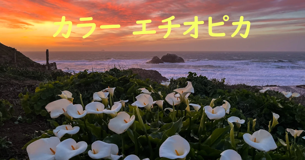 Calla-lily_261-FeatNC