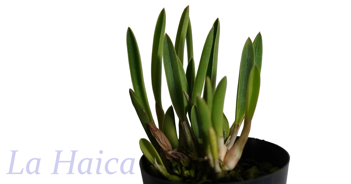 Cattleya-briegeri_1a_Top_1200x630