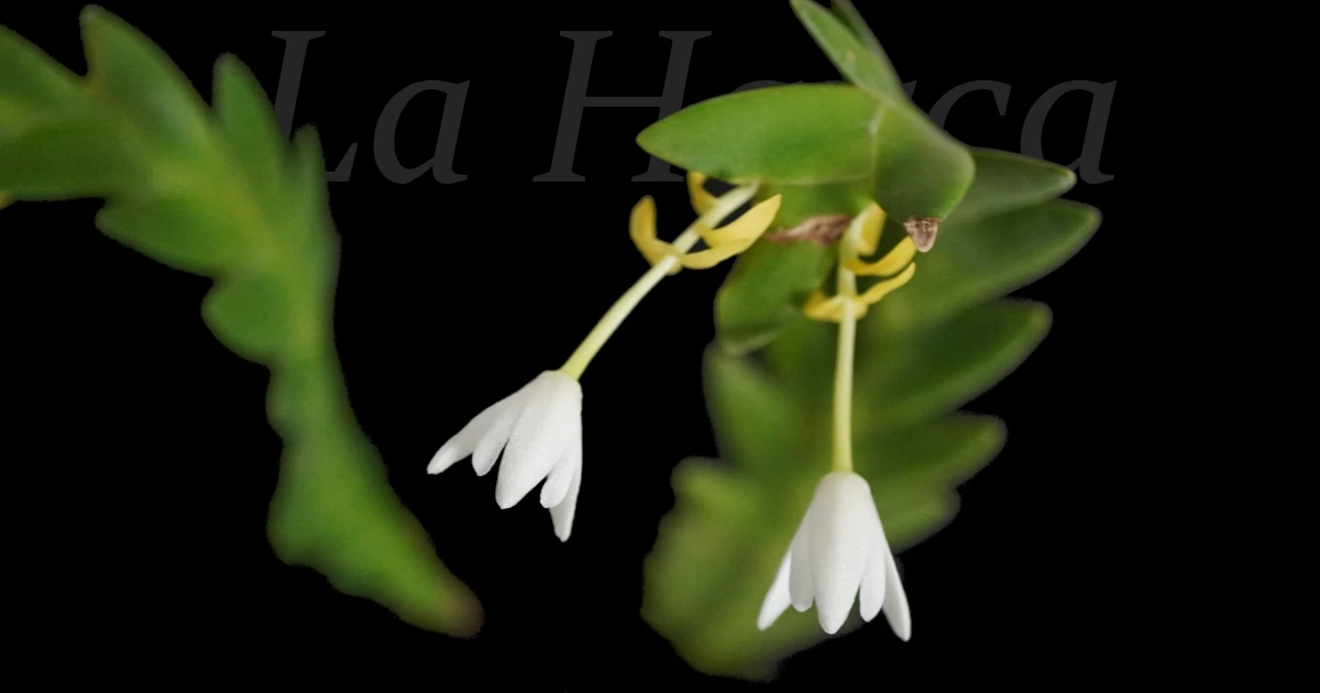 Cylindrolobus-aporoides_Featured