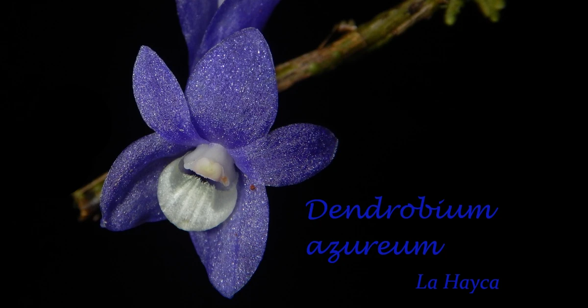 Dendrobium-azureum_10-Featured