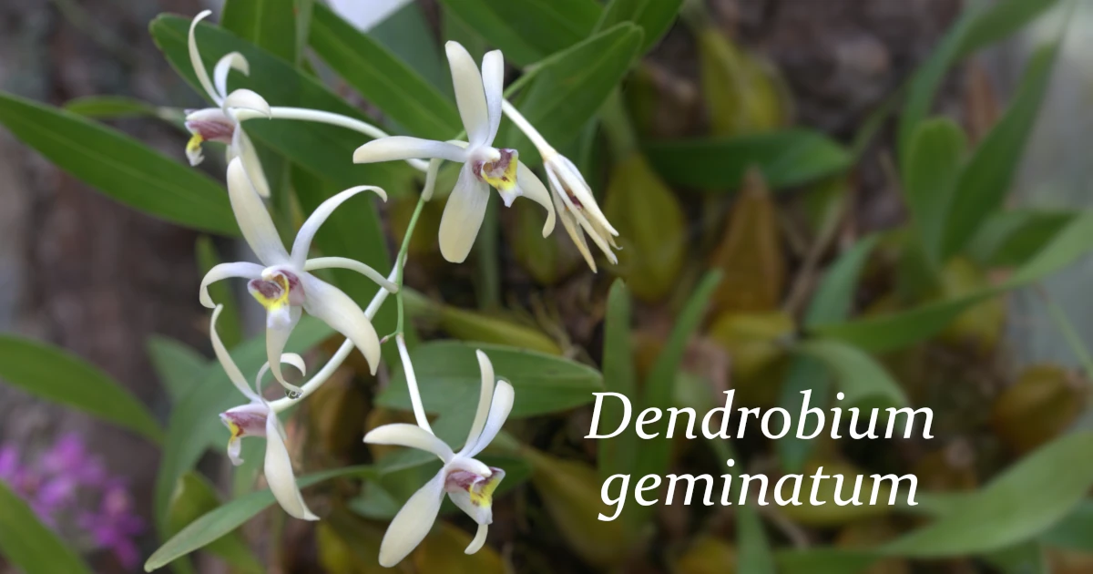 Dendrobium-geminatum_41BY_F