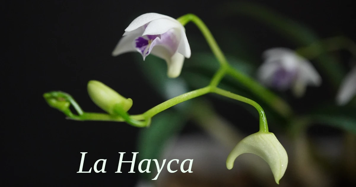 Dendrobium-kingianum-silcockii-1200x630