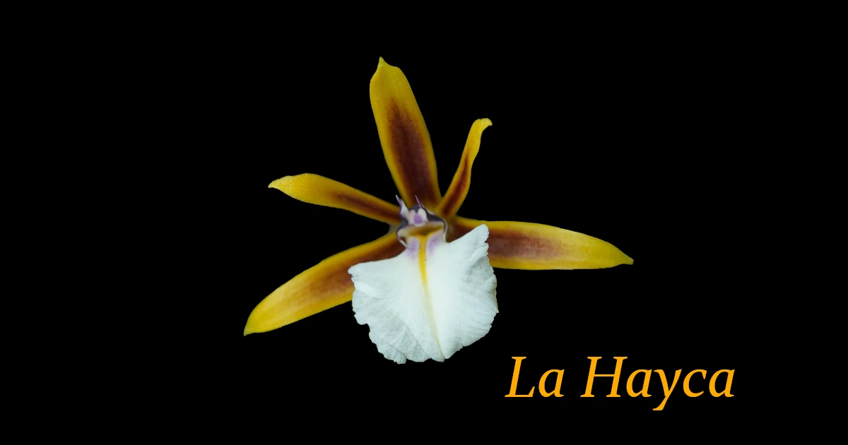 Dinema-polybulbon_2A_Flower_07430-1200x630