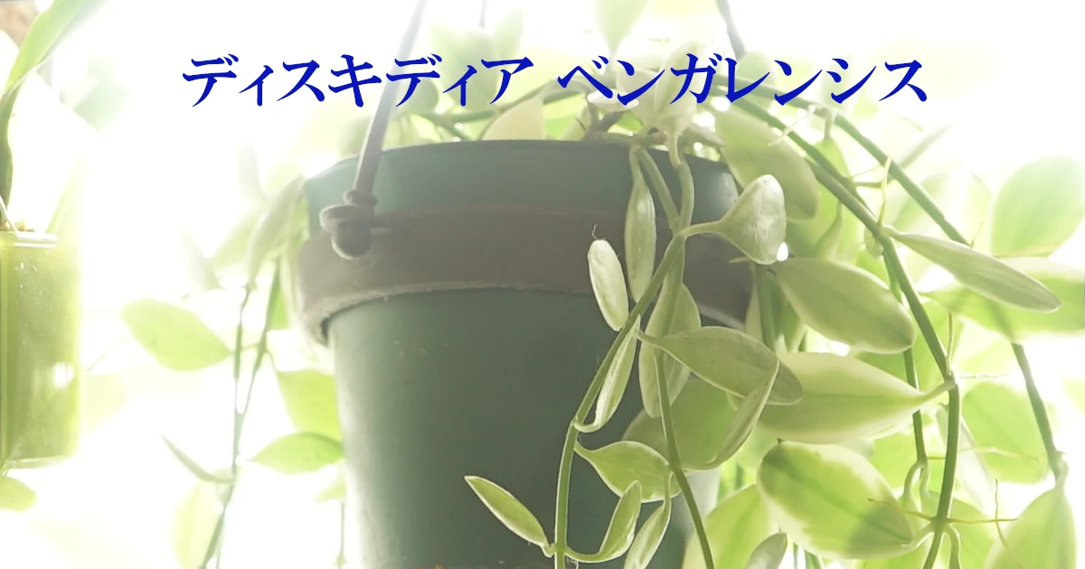 Dischidia-bengalensis_1-Featured