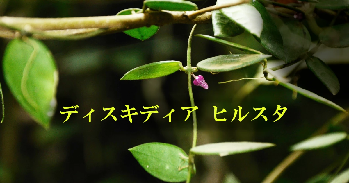 Dischidia-hirsuta_699a-FeaturedNC