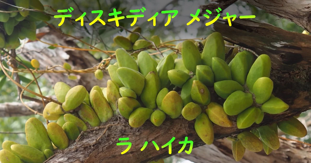 Dischidia-major_1118-FeaturedNC