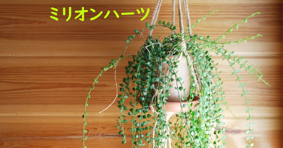 Dischidia-ruscifolia_Featured