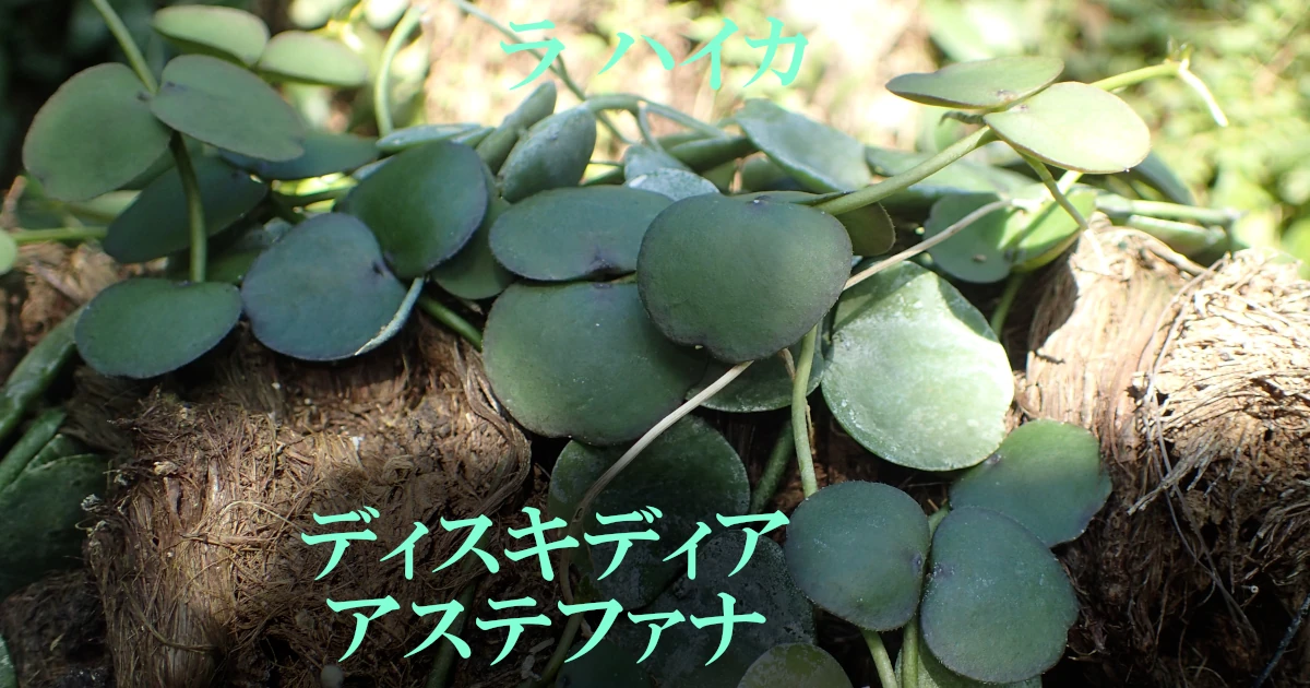 Dischidia_astephana_F21-FeaturedSA-Bk