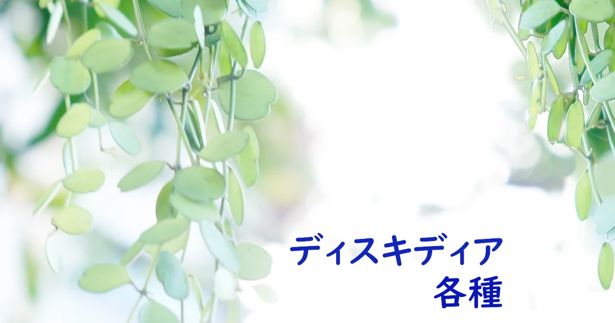 Dischidia_species_formosana_384-Featured