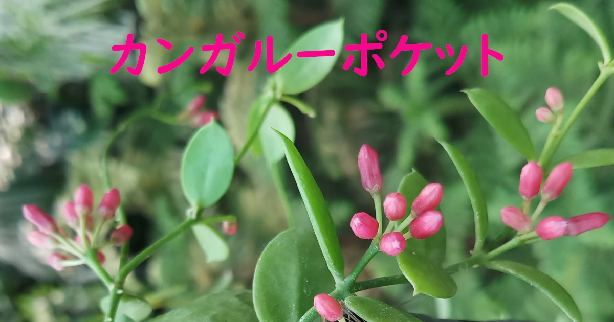 Dischidia_vidalii_F02-Featured-SA