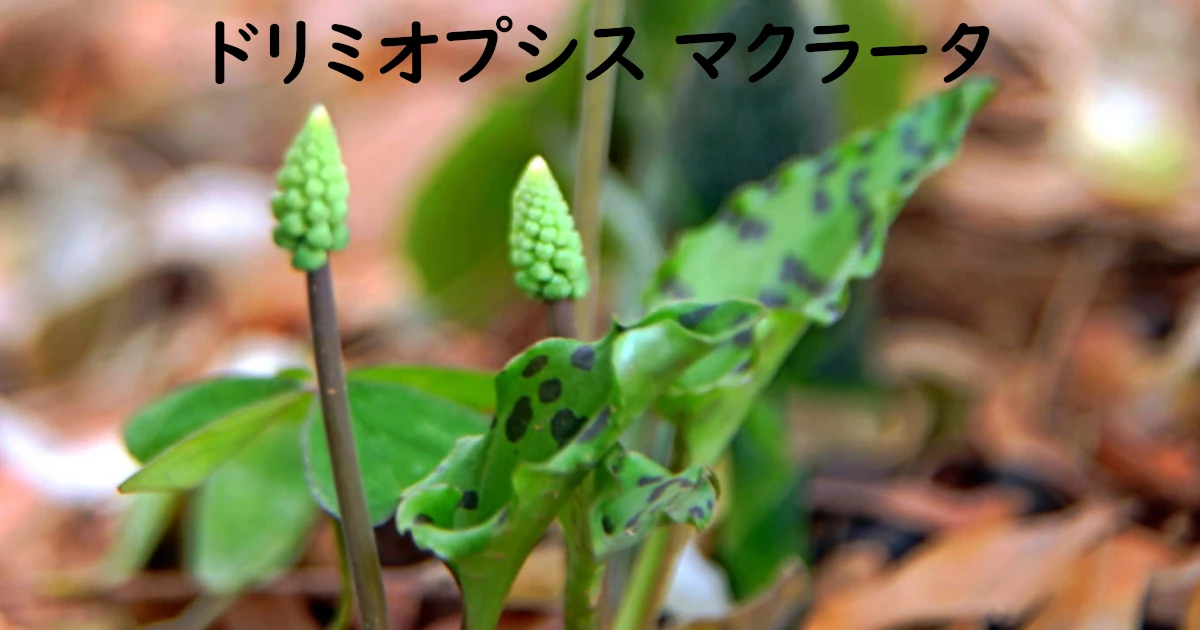 Drimiopsis-maculata_855a-FeatNC