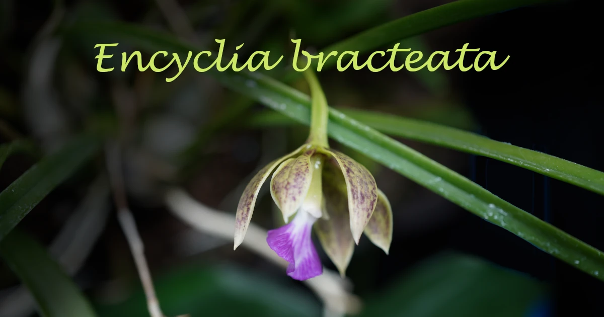 Encyclia-bracteata_00712_Featured
