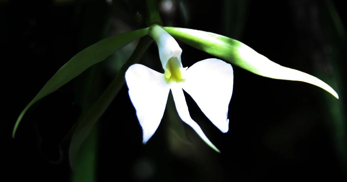 Epidendrum-parkinsonianum_F5-Featured
