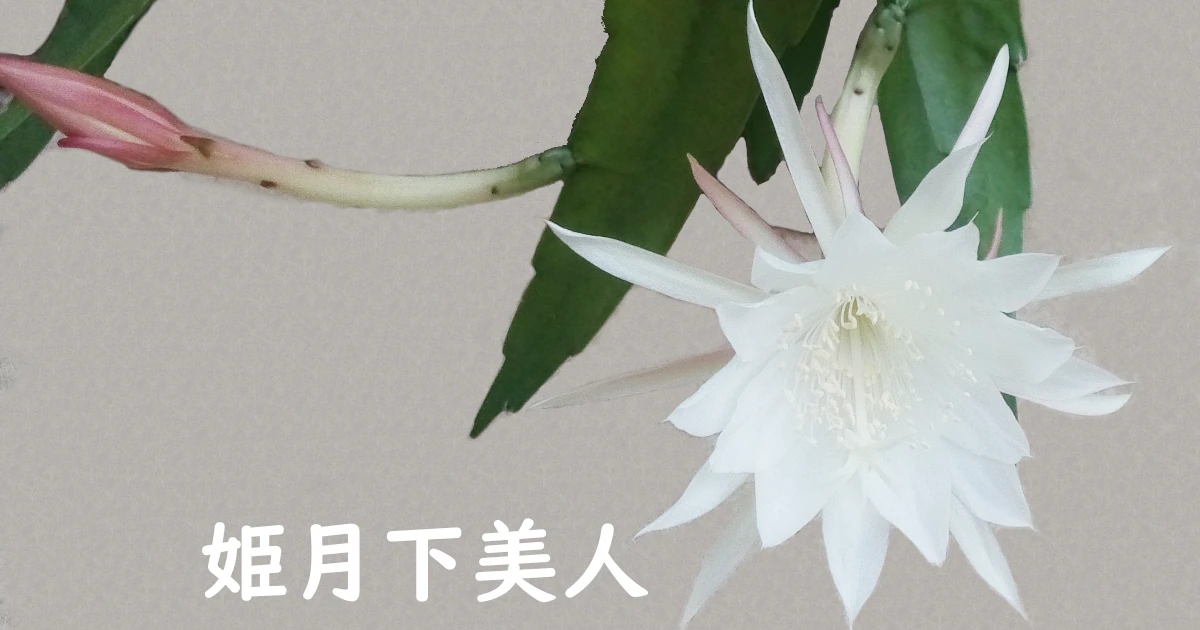 Epiphyllum-pumilum-FeaturedCC