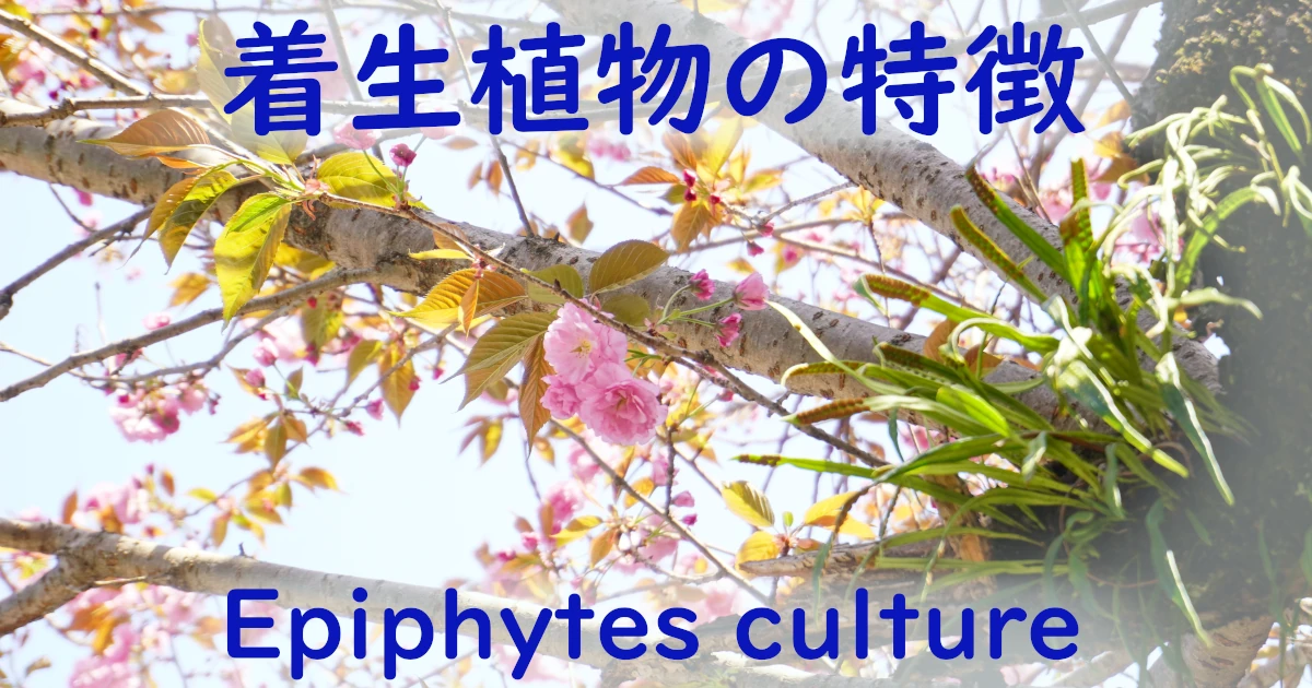 Epiphytes-culture_1_Feat