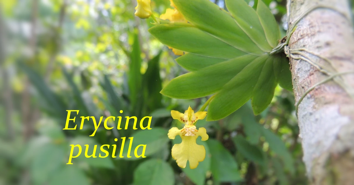 Erycina-pusilla_6276_12NC