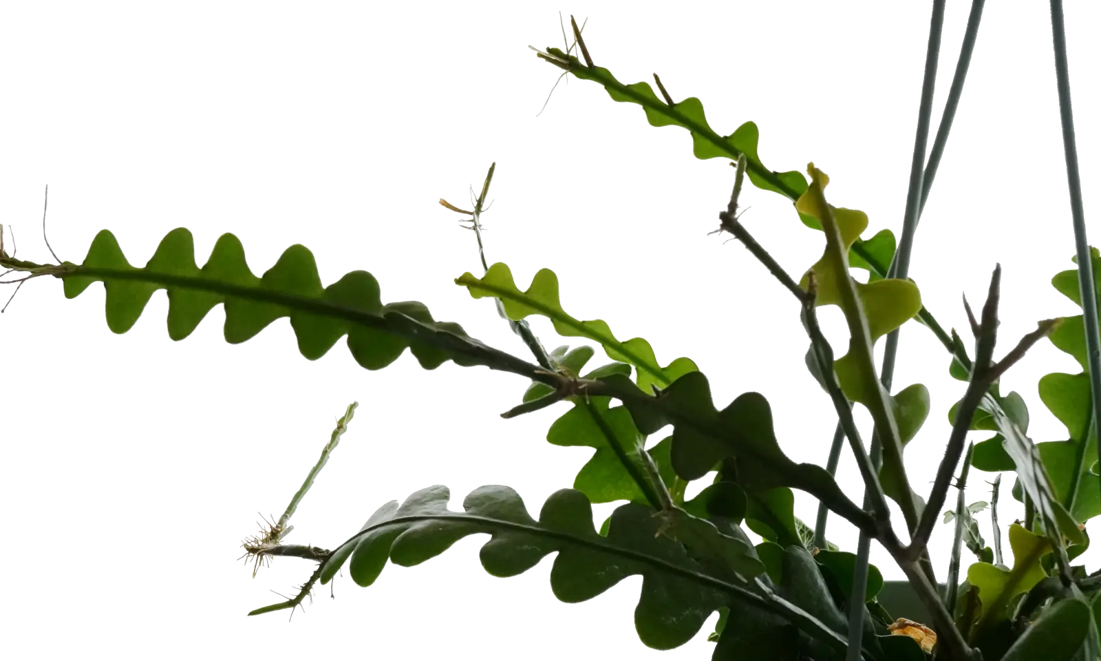 Fishbone-Cactus_1a_Top-1600x960-70