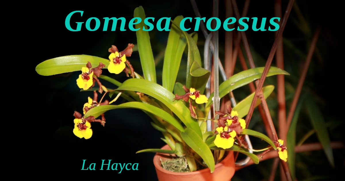 Gomesa-croesus_F3-FeaturedSA