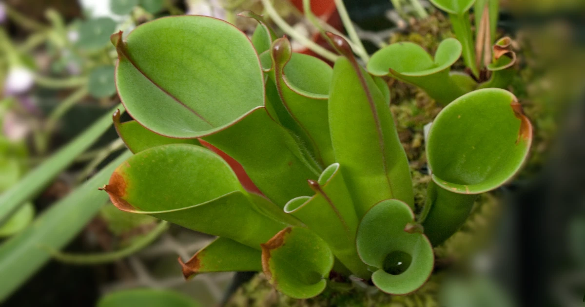 Heliamphora-minor-x_3644696611_12SA