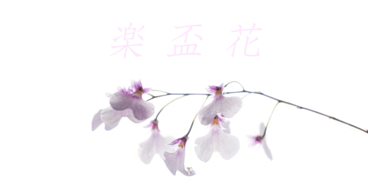 Ionocidium-Pink-Sugar-Ionopsis_05065-Featured_J