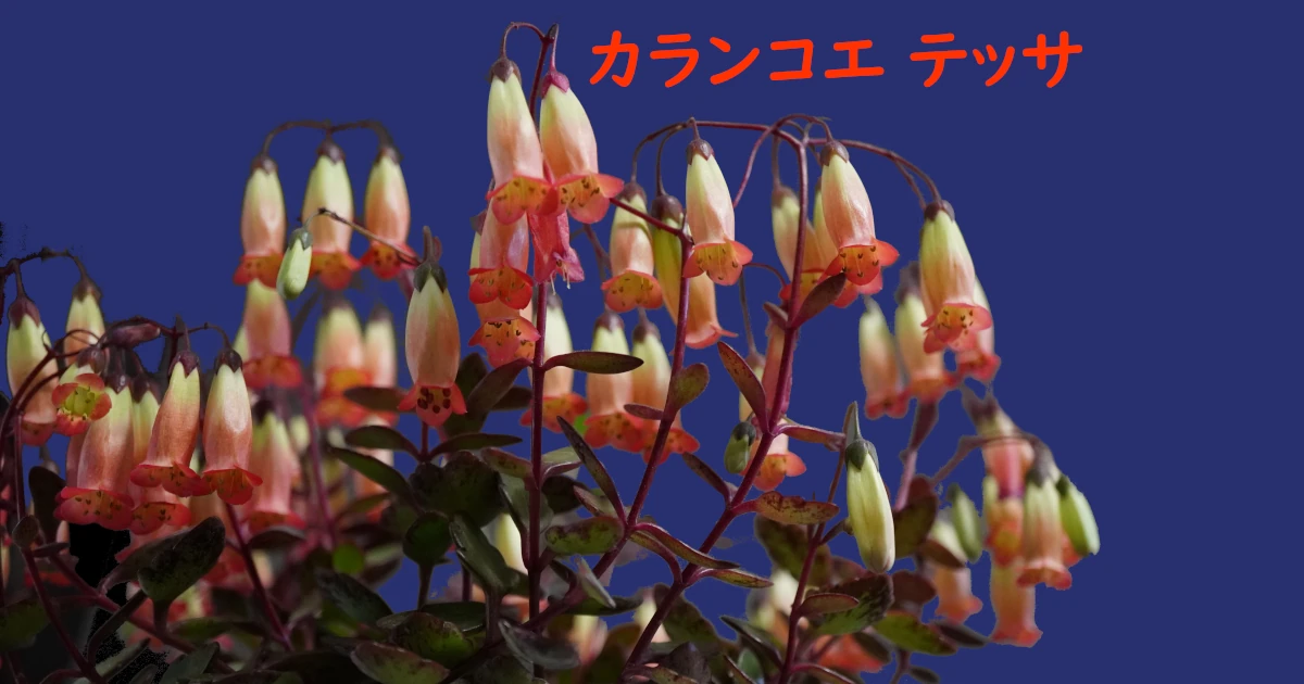 Kalanchoe-manginii_tessa-FeaturedLH