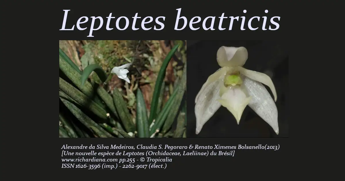 Leptotes-beatricis_Fig2-1200x630-60