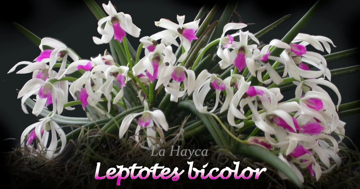 Leptotes-bicolor_B01-12b