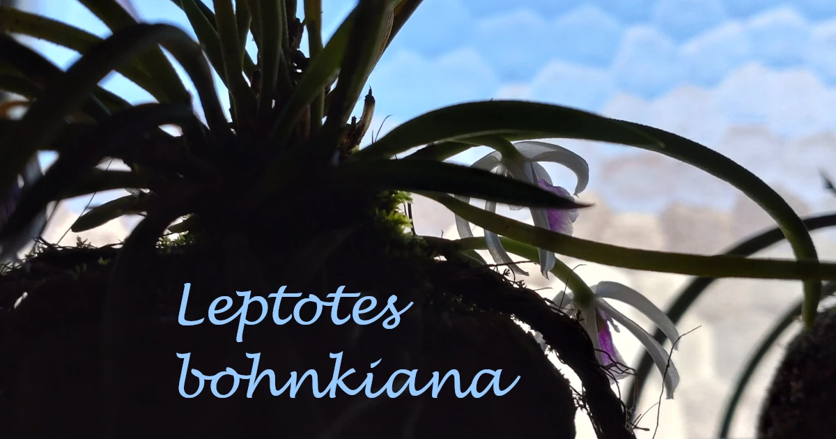 Leptotes-bohnkiana_0115_Lucida-Featured
