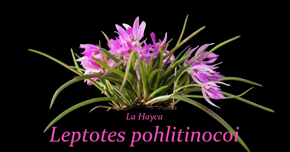 Leptotes-pohlitinocoi_F03-Featured