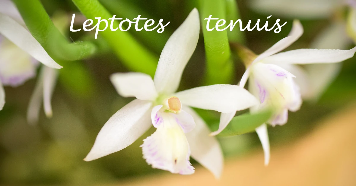 Leptotes-tenuis_F02-Featured
