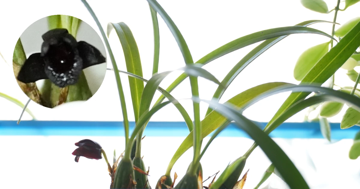 Maxillaria-schunkeana_Featured