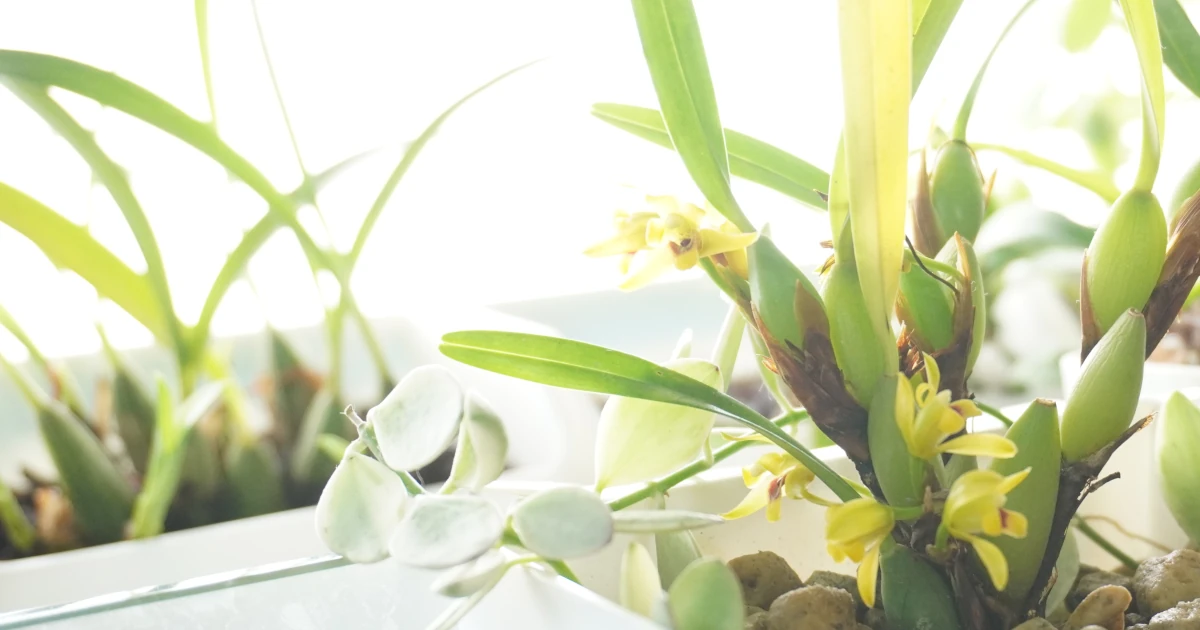 Maxillaria-variabilis_Featured