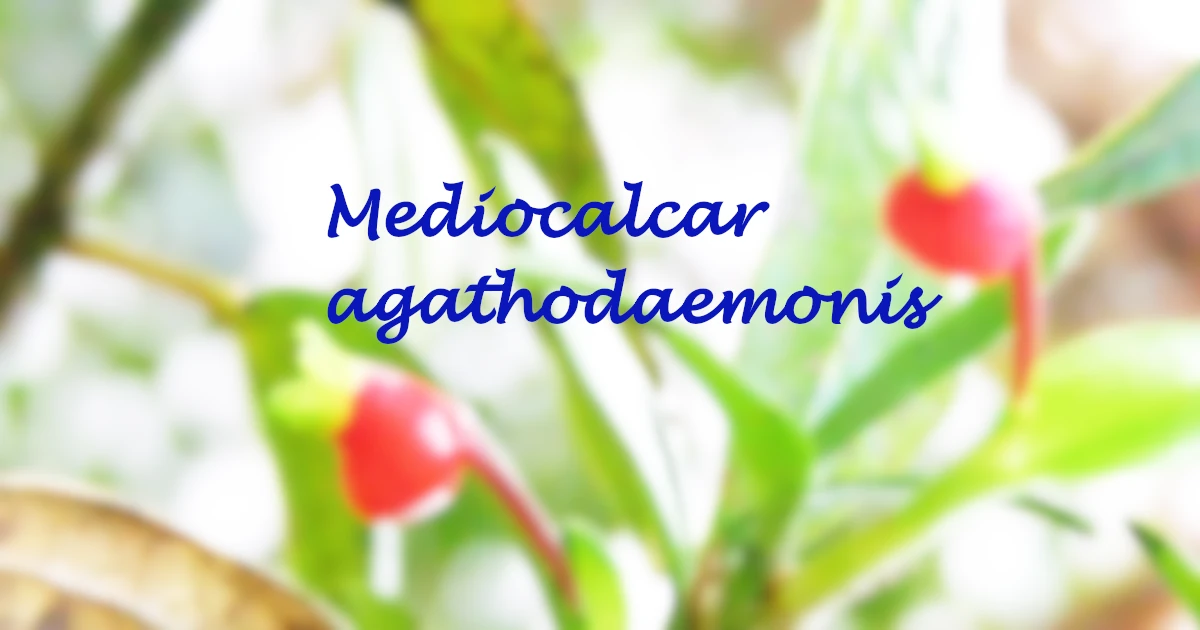 Mediocalcar agathodaemonis_211-Featured