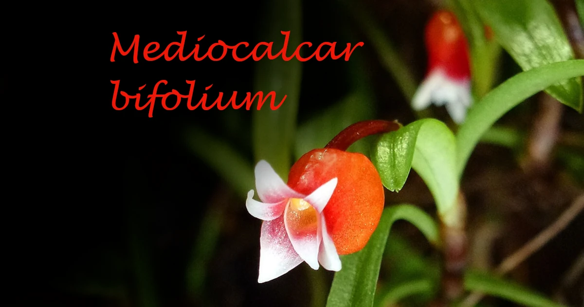 Mediocalcar-bifolium_591-Featured