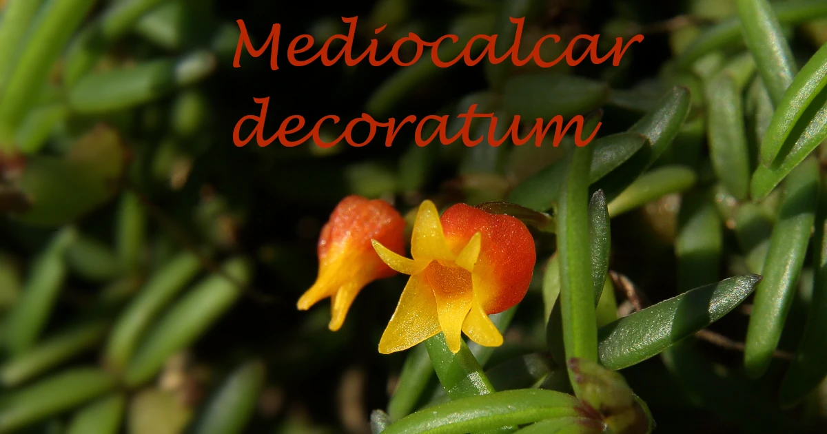 Mediocalcar-decoratum_03_Featured