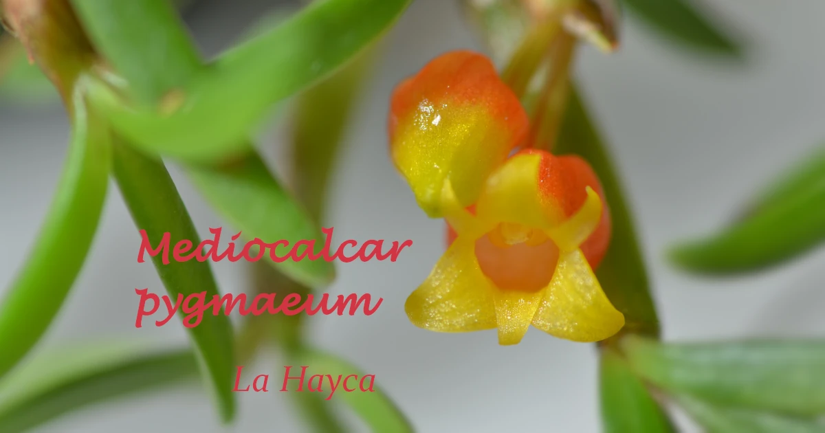 Mediocalcar-pygmaeum_F02-Featured