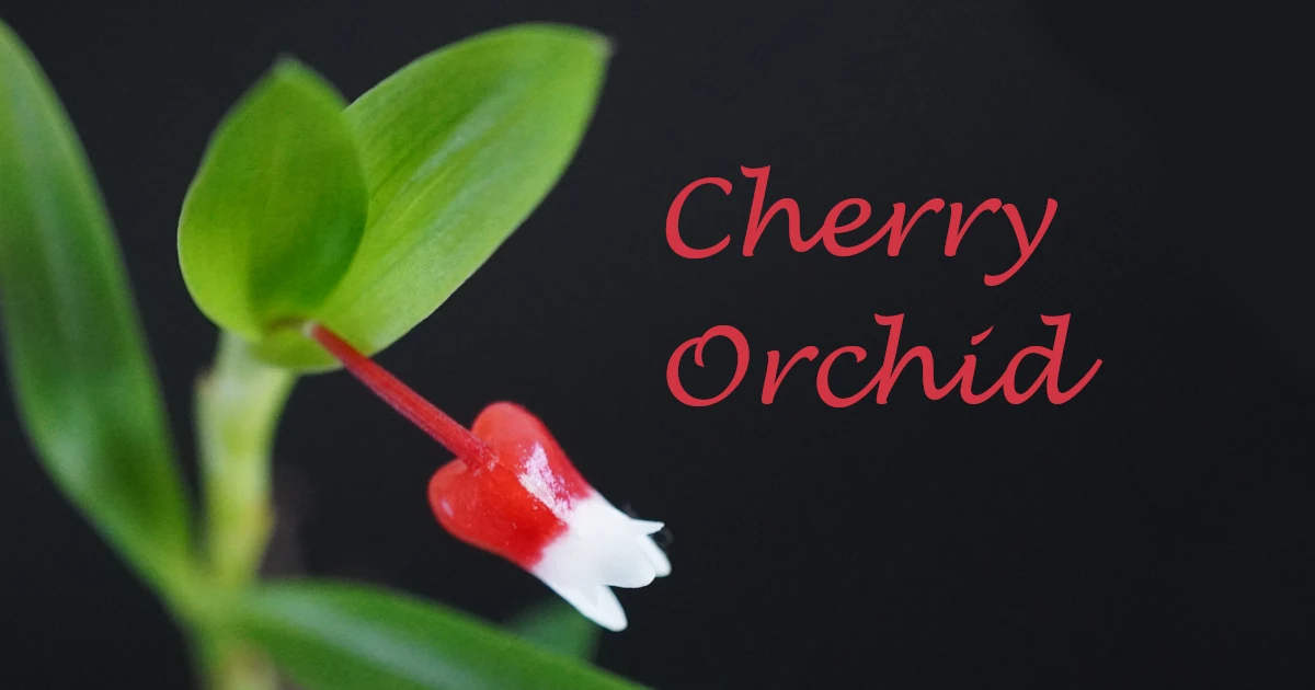 Mediocalcar_Cherry-orchid_07588-Featured