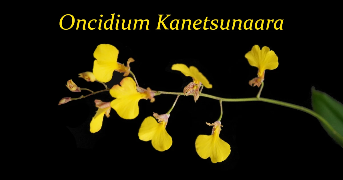 Oncidium-Kanetsunaara_703-Featured
