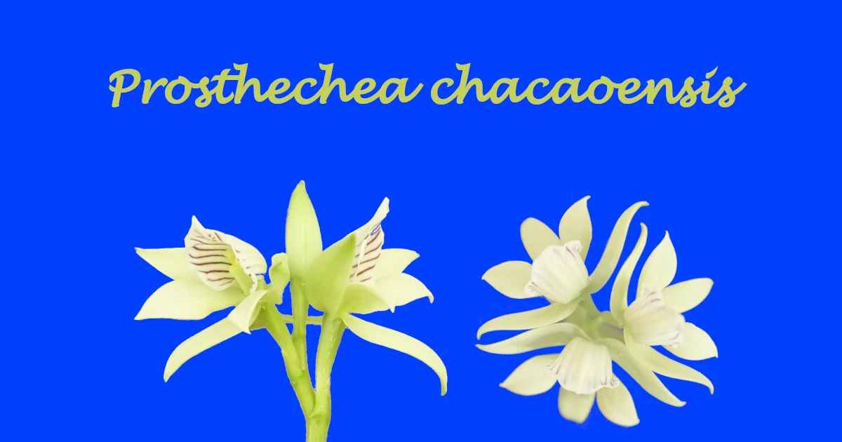 Prosthechea-chacaoensis_402_483-Featured