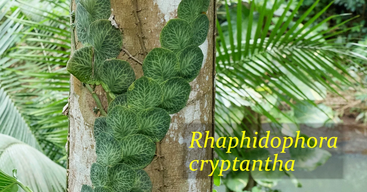 Rhaphidophora-cryptantha_12SA