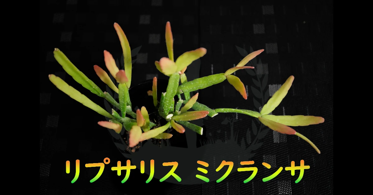 Rhipsalis-micrantha-f-rauhiorum-FeaturedLH