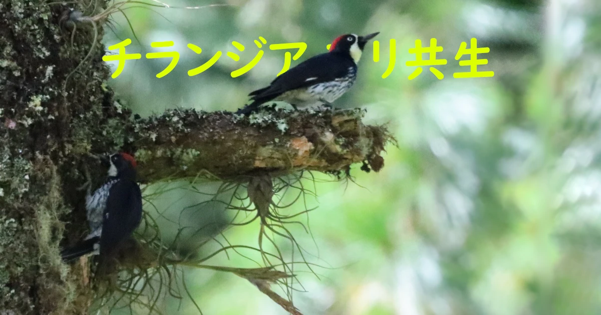 Tillandsia-ants_Bulbosa_976-FeaturedNC