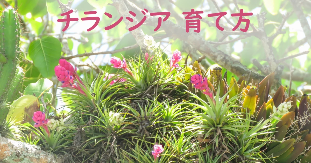 Tillandsia-care_1_Stricta_795-Featured