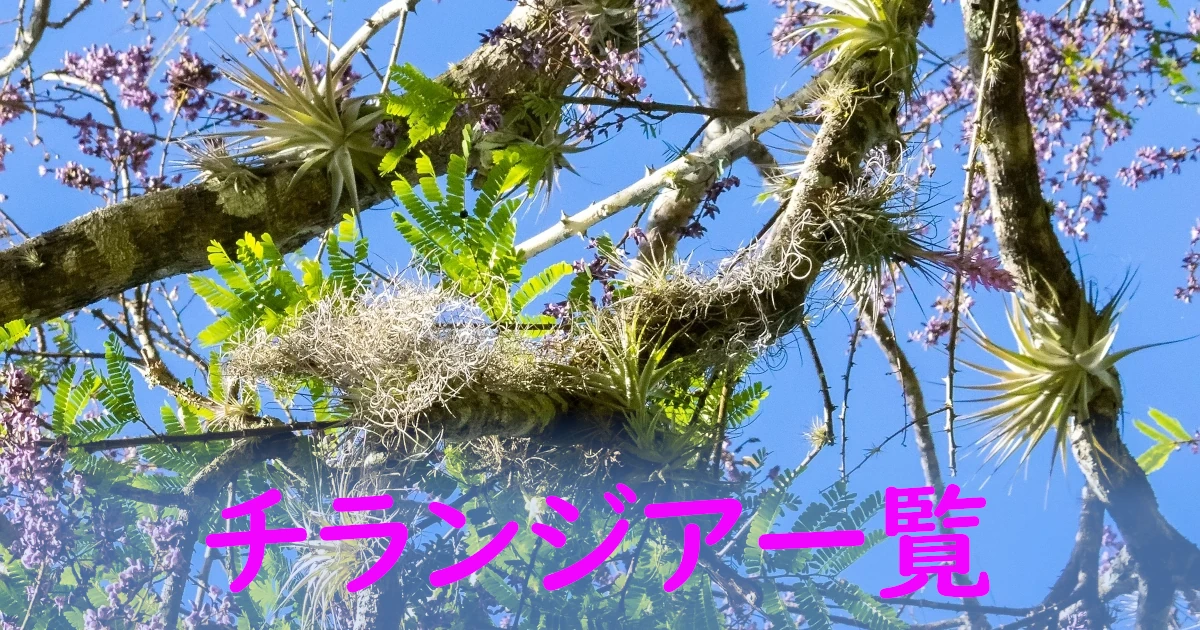 Tillandsia-gardneri_G1_List-Featured