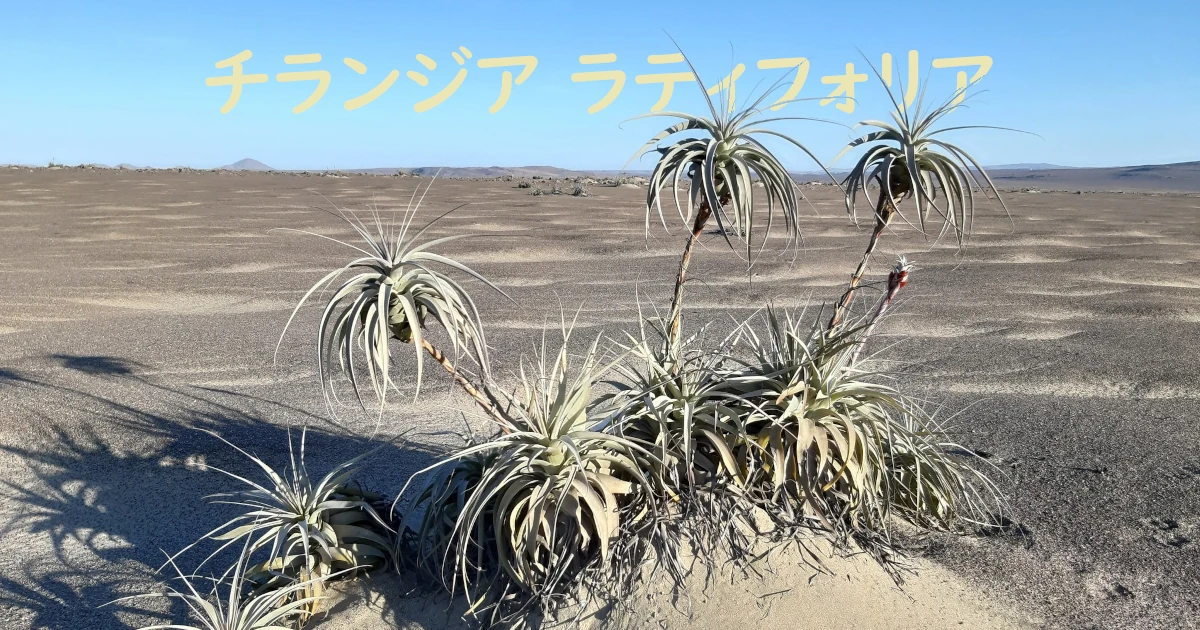 Tillandsia-latifolia_1_040-Featured