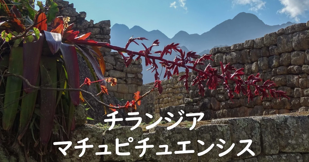 Tillandsia-machupicchuensis_1_281-FeaturedNC